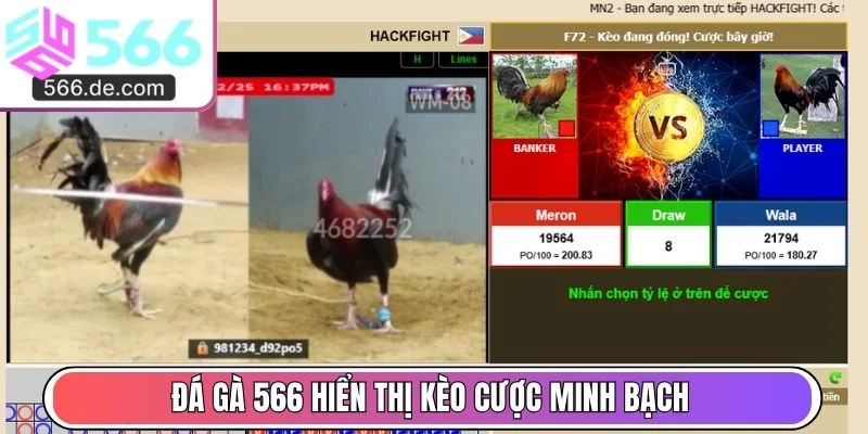 Đá gà 566 hiển thị kèo cược minh bạch 