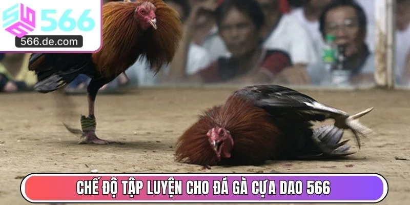 Chế độ tập luyện cho đá gà cựa dao 566