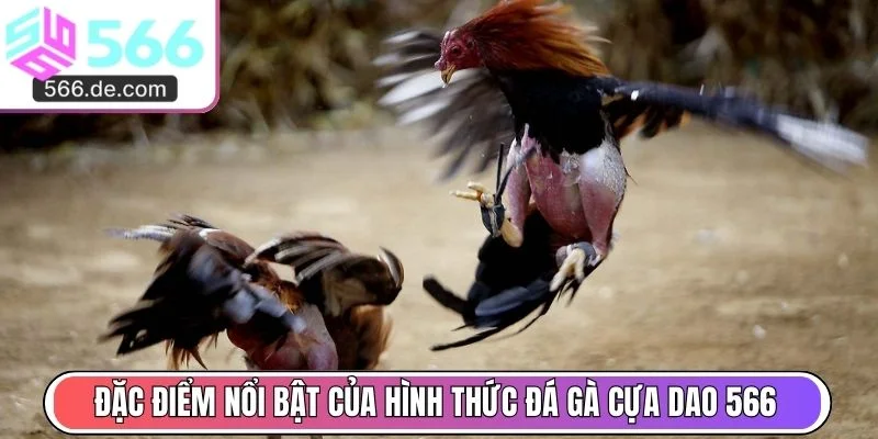 Đặc điểm nổi bật của hình thức thi đấu đá gà cựa dao 566