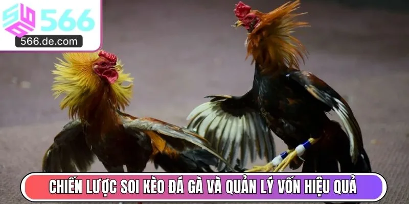 Chiến lược soi kèo đá gà và quản lý vốn hiệu quả