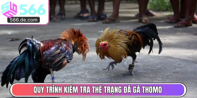 Quy trình kiểm tra thể trạng đá gà Thomo