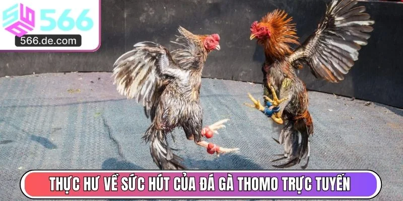 Thực hư về sức hút của đá gà Thomo trực tuyến