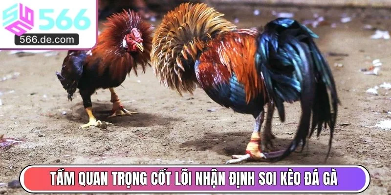 Tầm quan trọng cốt lõi nhận định soi kèo đá gà